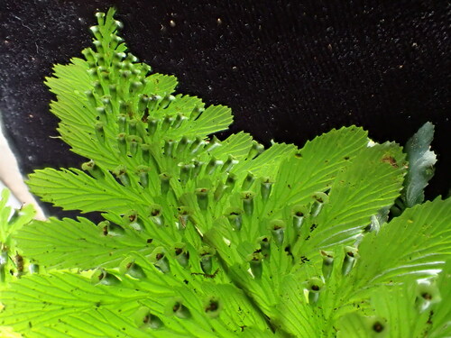 Cephalomanes atrovirens iNat (1)