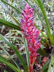 Aechmea vallerandii