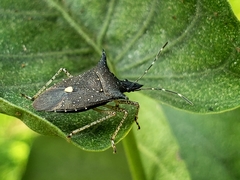 Proxys albopunctulatus