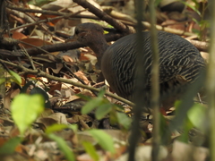 Crypturellus cinnamomeus