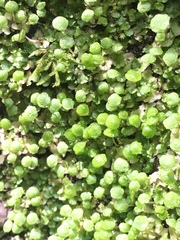 Cryptomitrium tenerum