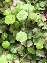 Cryptomitrium tenerum