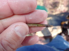 Nerophis lumbriciformis