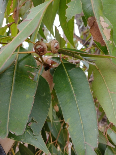 Image of Eucalyptus scias by no rights reserved