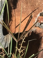 Eustachys paspaloides