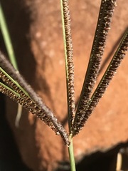 Eustachys paspaloides