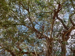 Libidibia sclerocarpa