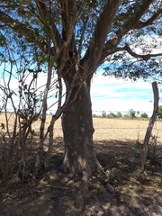 Libidibia sclerocarpa