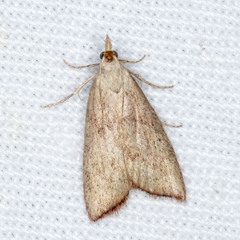 Callionyma sarcodes
