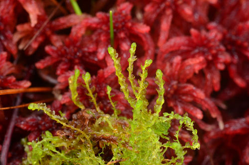 Odontoschisma fluitans