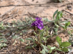 Phacelia popei