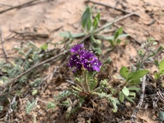 Phacelia popei
