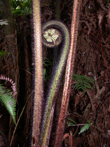 Cibotium menziesii observed 2003-09-16