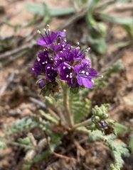 Phacelia popei