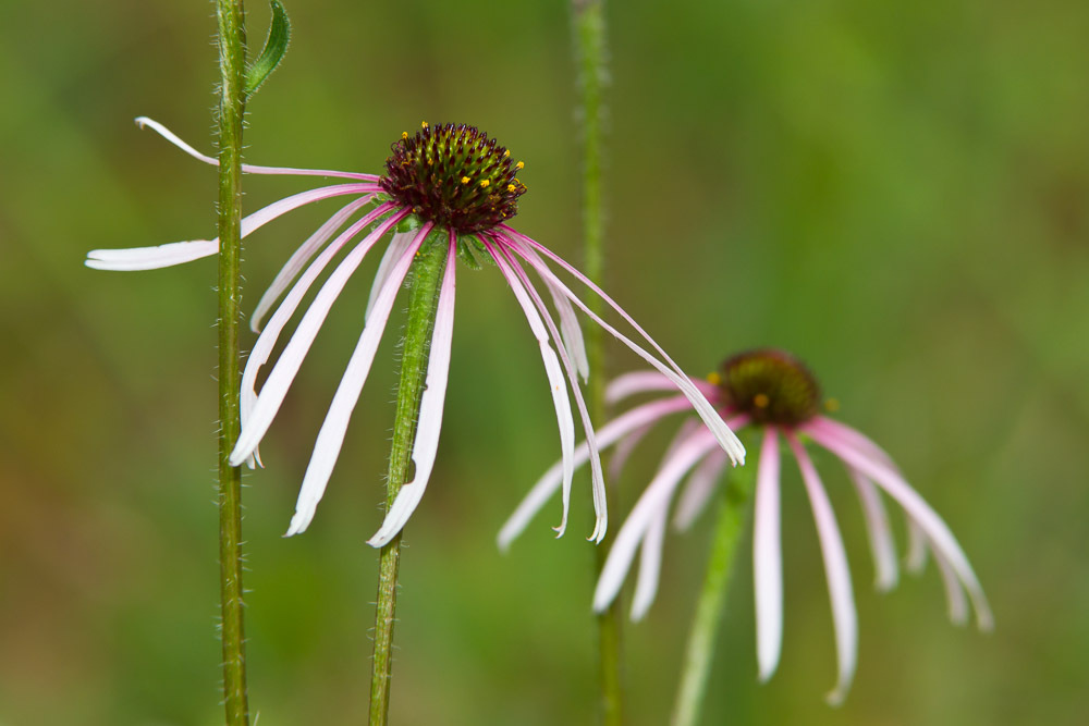 Echinacea sanguinea