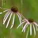 Sanguine Purple Coneflower - Photo (c) Greg Lasley, some rights reserved (CC BY-NC), uploaded by Greg Lasley