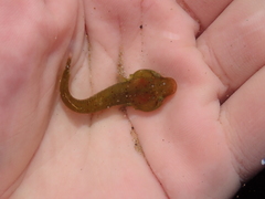 Apletodon dentatus