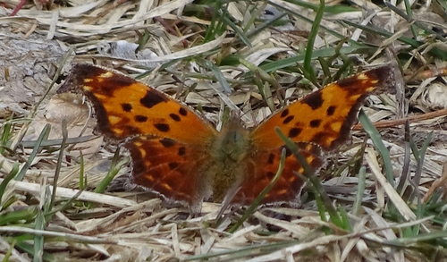 Eastern comma