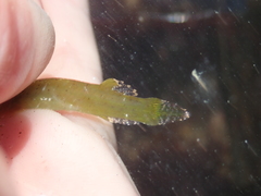 Apletodon dentatus