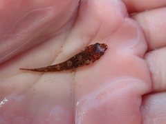 Apletodon dentatus