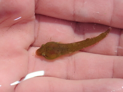 Apletodon dentatus