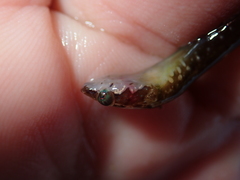 Apletodon dentatus