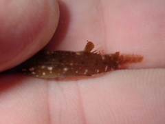 Apletodon dentatus