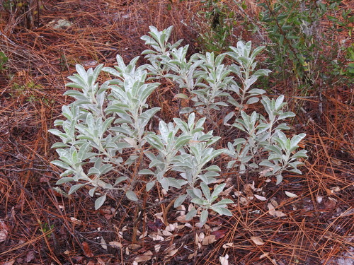 Beckner's lupine (Lupinus aridorum)