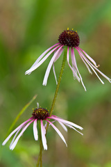 Echinacea sanguinea