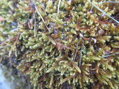 Hypnum cupressiforme lacunosum