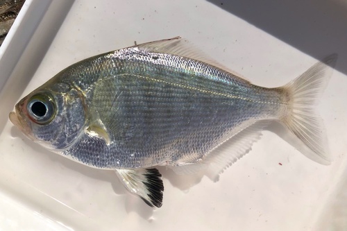Walleye Surfperch