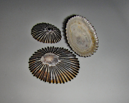 Cellana exarata observed 2020-06-15