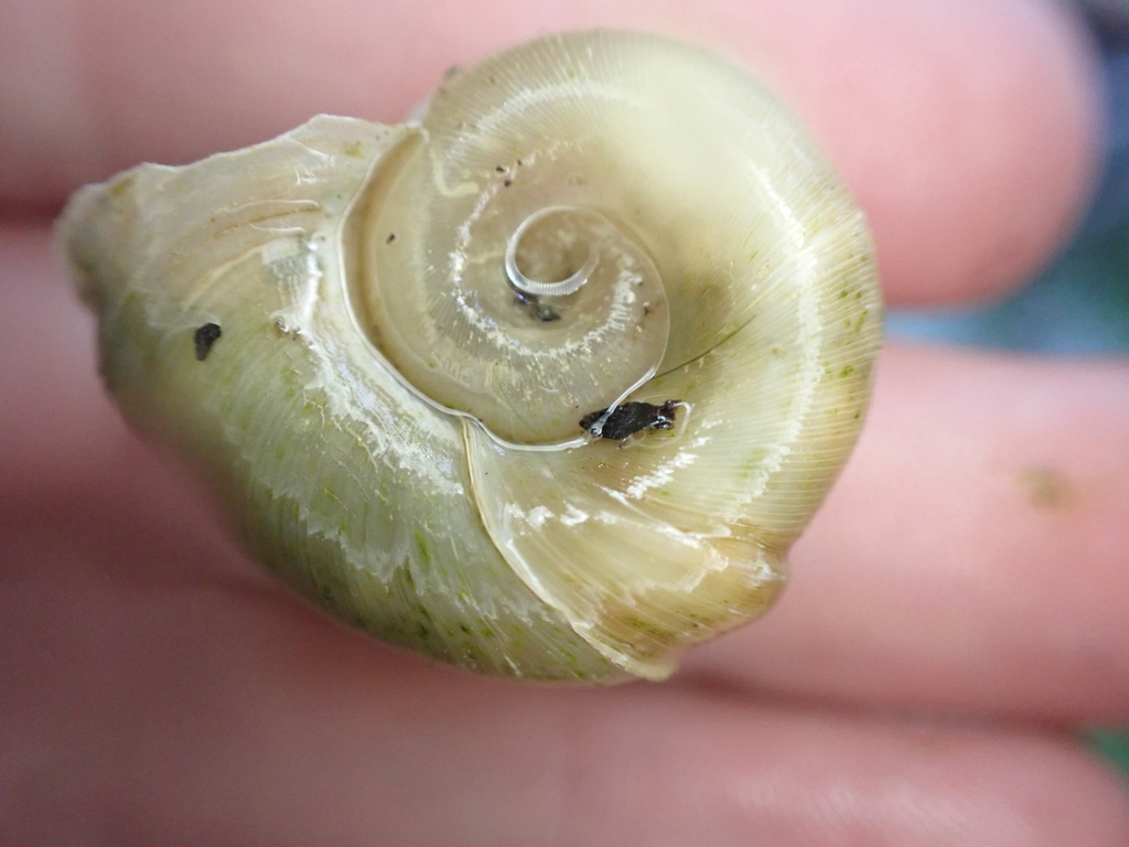 Rough Ramshorn