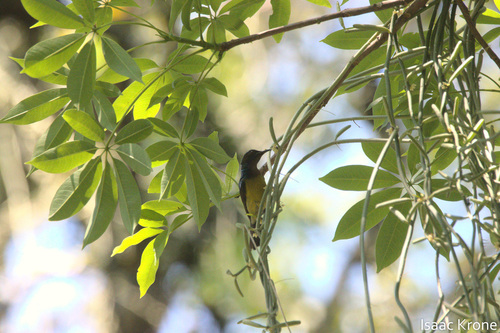 Braunkehl-Nektarvogel (Anthreptes malacensis)