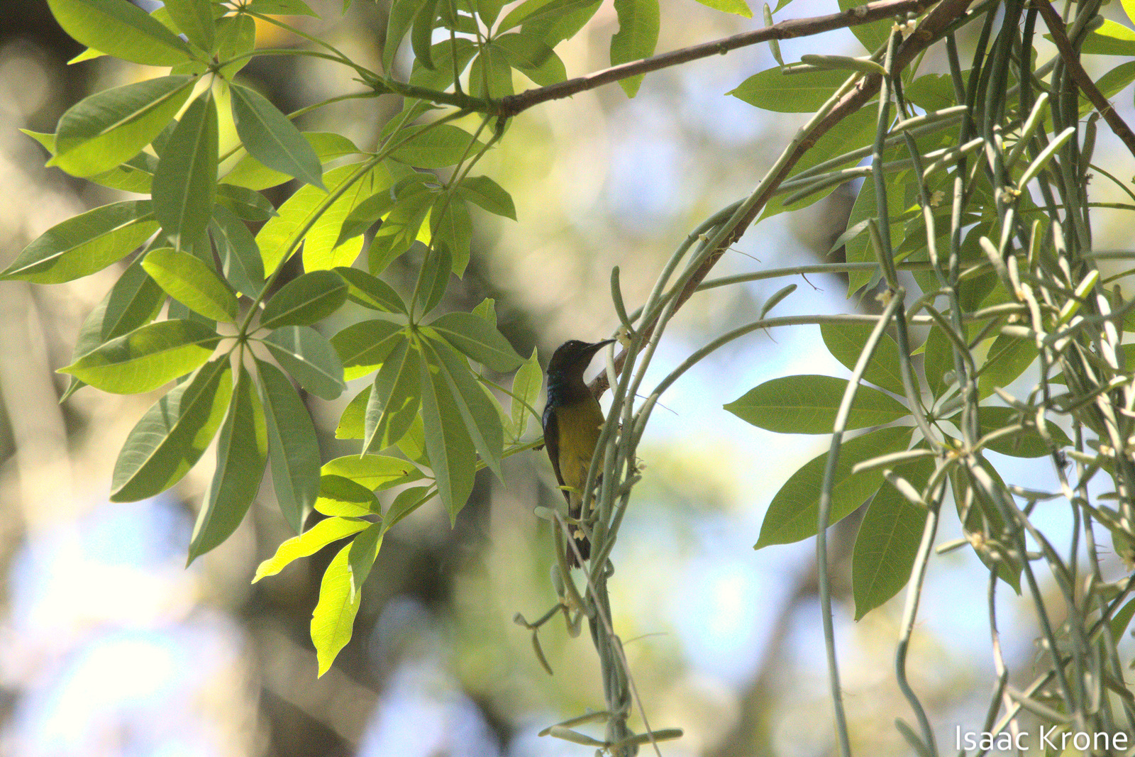 Brown-throated Sunbird illustration