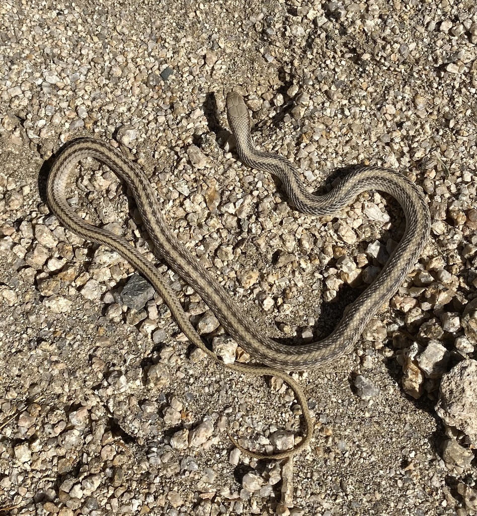 Western Patch-nosed Snake from Joshua Tree National Park, Indio, CA, US ...