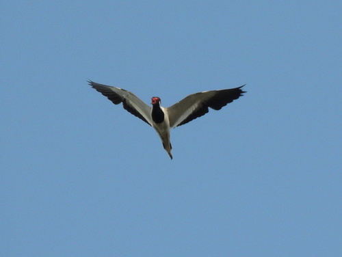 Vanellus indicus