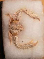 Parthenopoides massena