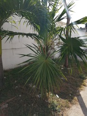 Thrinax radiata