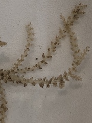 Acanthophora