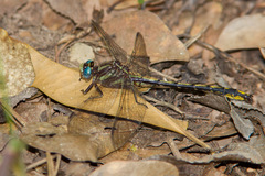 Phanogomphus oklahomensis