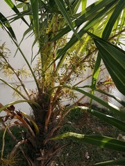Thrinax radiata