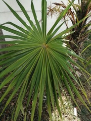 Thrinax radiata