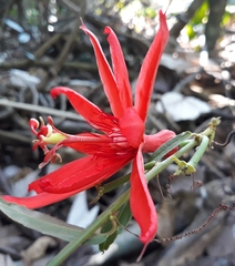 Passiflora quadriglandulosa