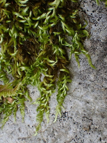 Bright Copper Homalothecium Moss (Homalothecium aeneum)