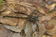 Phanogomphus oklahomensis