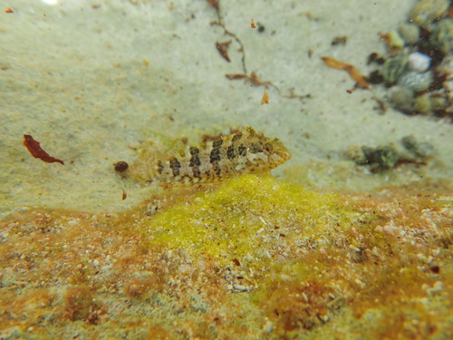 Bonte rifslijmvis (Malacoctenus versicolor) — Labrisomidae — 4