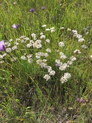 Allium haematochiton