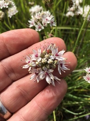 Allium haematochiton