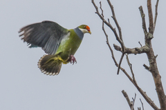 Orange-Fronted Fruit-Dove photo 5